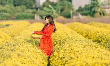Kinh nghiệm đi “săn ảnh” tại cánh đồng hoa cúc chi Hưng Yên