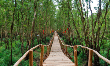 Du lịch An Giang: Hành trình từ sắc xanh rừng tràm đến màu lam của biển cả