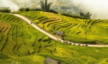 Mùa lúa chín ở vùng núi Tây Bắc thường rơi vào tháng mấy?