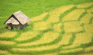 Chiêm ngưỡng sắc vàng mùa gặt đẹp mê ở “nóc nhà” Nam Trường Sơn