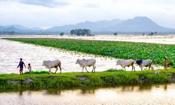 Kinh nghiệm du lịch An Giang 2 ngày 1 đêm cho người mới đi lần đầu