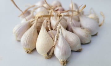 Tại sao tỏi Lý Sơn được ví như “vàng trắng”?