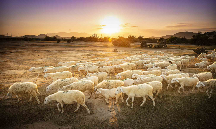Điểm checkin gây “sốt” Đồng cừu An Hòa đẹp quên lối về tại Ninh Thuận