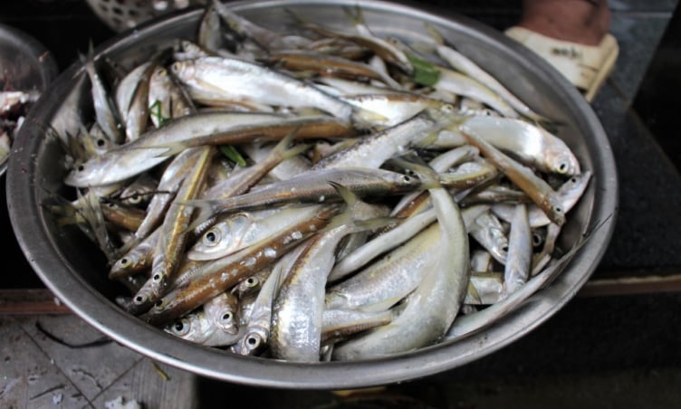 Cá mương Khánh Vĩnh – Đặc sản quê hương , ăn là nhớ