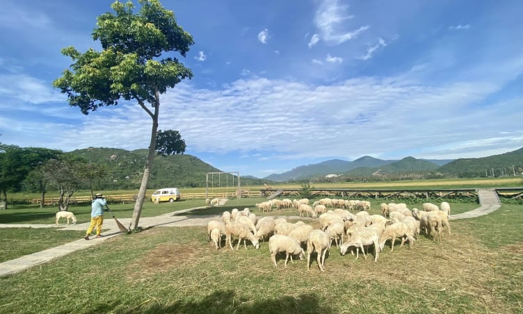 “Mê mệt” với thiên đường check-in Đồng cừu Suối Tiên gần Ninh Thuận