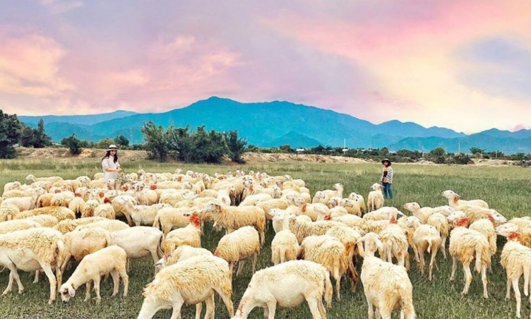 Ghé thăm 3 đồng cừu Ninh Thuận đẹp nao lòng, không lỡ rời đi khi đã đặt chân đến