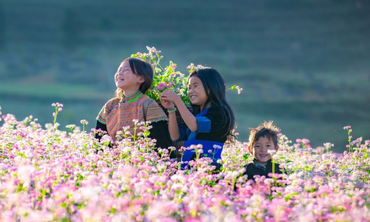 Mùa hoa tam giác mạch ở Hà Giang vào tháng mấy? Ngắm hoa ở đâu đẹp nhất?