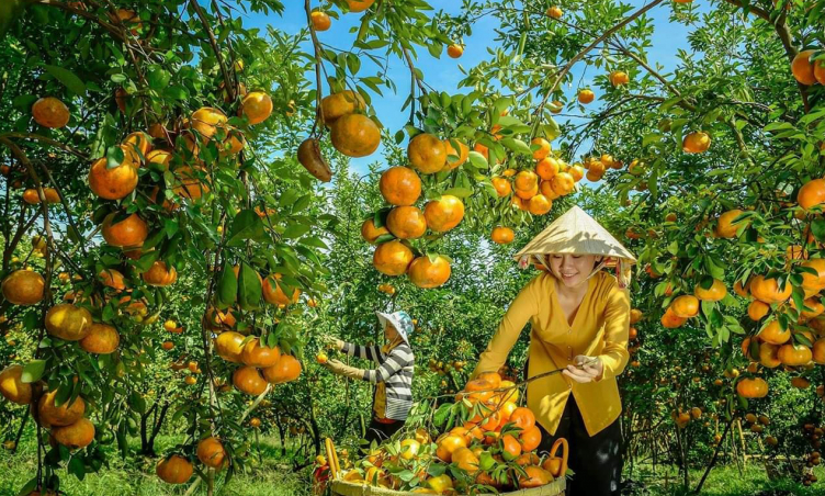 Du lịch miền Tây: Khám phá vườn quýt hồng Lai Vung