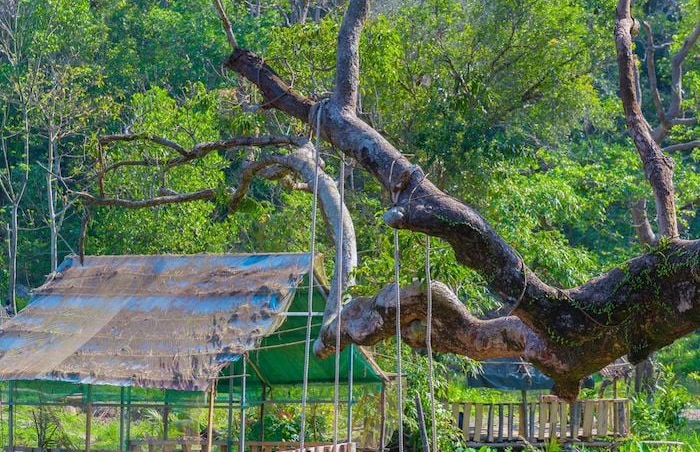 Nhất Lâm Thủy Trang Trà - Bức tranh sơn thủy hữu tình giữa lòng Đà Nẵng