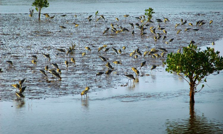 Cồn Lu - Cồn Ngạn: Vẻ đẹp hoang sơ của vùng đất ngập nước Nam Định