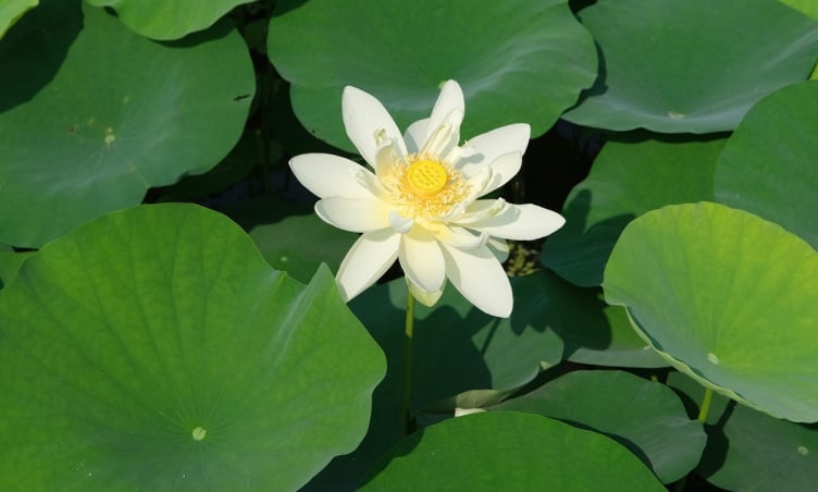 Chiêm ngưỡng mùa sen trắng nở rộ tuyệt đẹp ở  'Vạn Lý Trường Thành thu nhỏ ' của Việt Nam