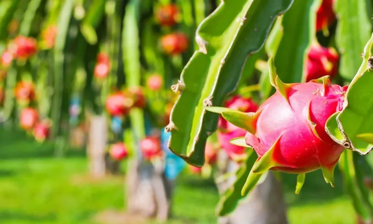 Việt Nam góp mặt 3 đại diện trong Top 10 trái cây đáng thử nhất Đông Nam Á