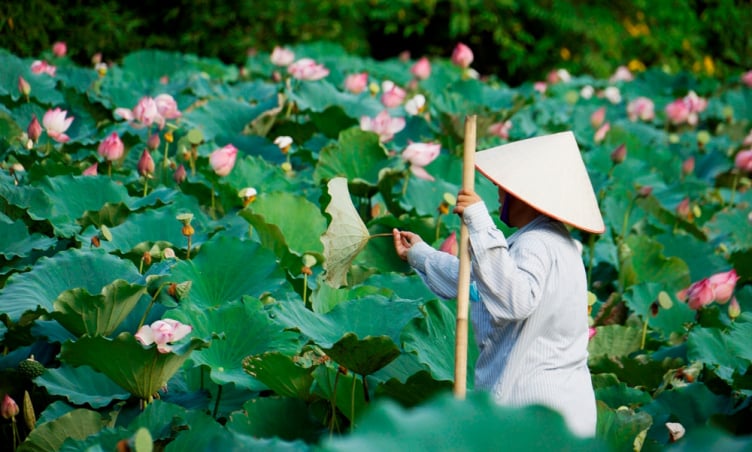 Mùa sen Lào Cai – Góc thiên nhiên giữa nhịp sống hiện đại