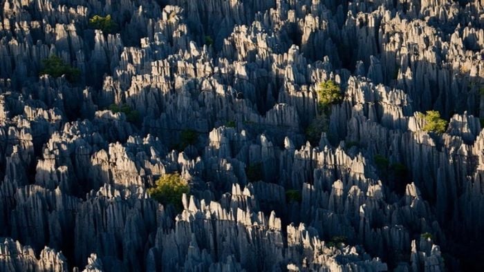 Khám phá Rừng đá xám Sán Chải: Vẻ đẹp tiềm ẩn giữa núi rừng Lào Cai