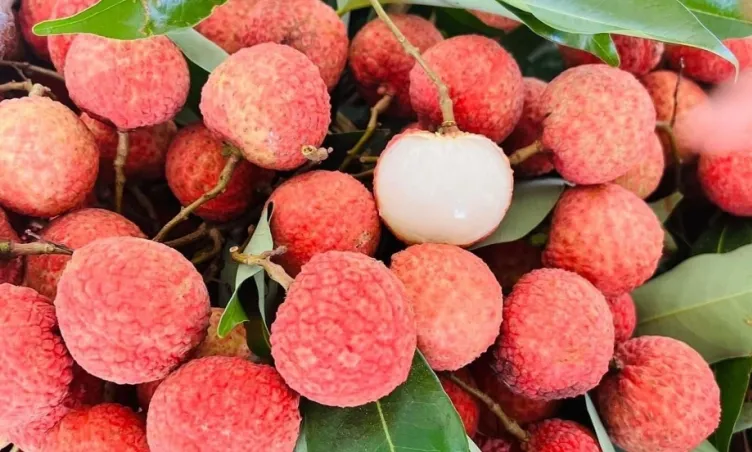  'Xứ sở vải thiều ' vào mùa: Sắc đỏ đẹp như tranh vẽ