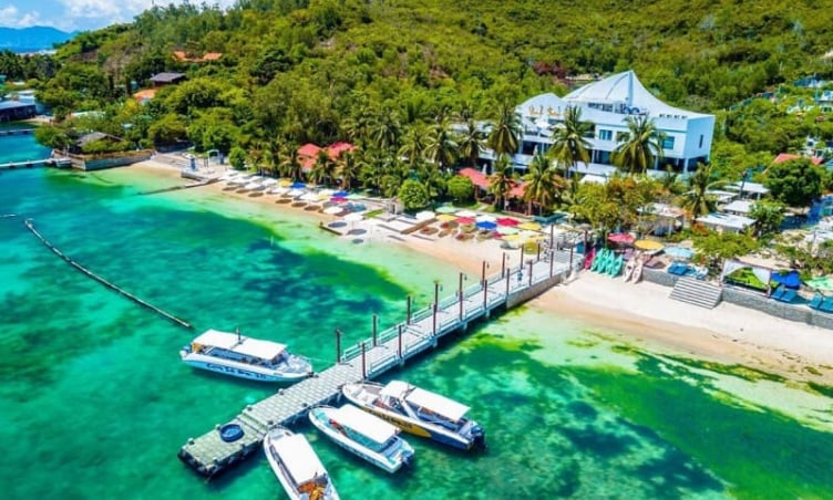 Có bao nhiêu loài san hô tại vịnh San Hô Nha Trang?