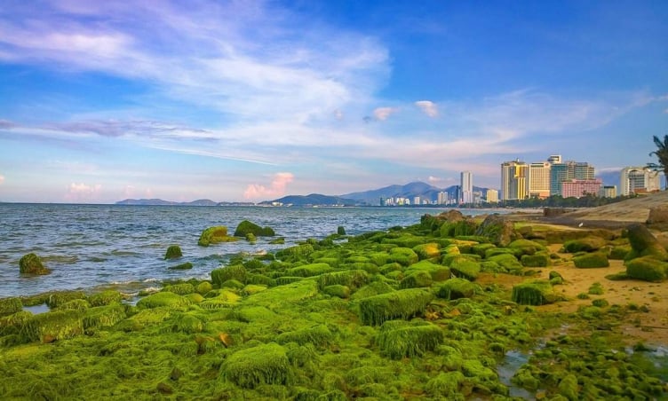Khám phá Bãi rêu Nha Trang, thiên đường xanh của thành phố biển