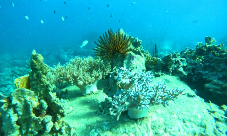Nha Trang sắp thí điểm mở lại hoạt động lặn biển ngắm san hô