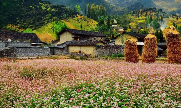 Say đắm Thung lũng Sủng Là - “bông hoa rực rỡ” trên cao nguyên đá