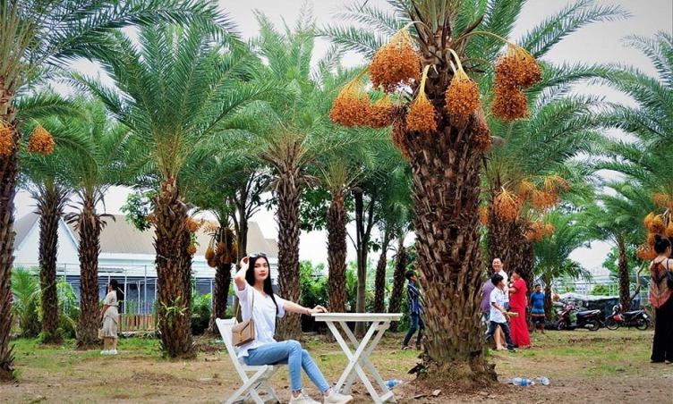 Du lịch Sa Đéc Đồng Tháp: Khám phá vườn chà là  'độc nhất vô nhị '