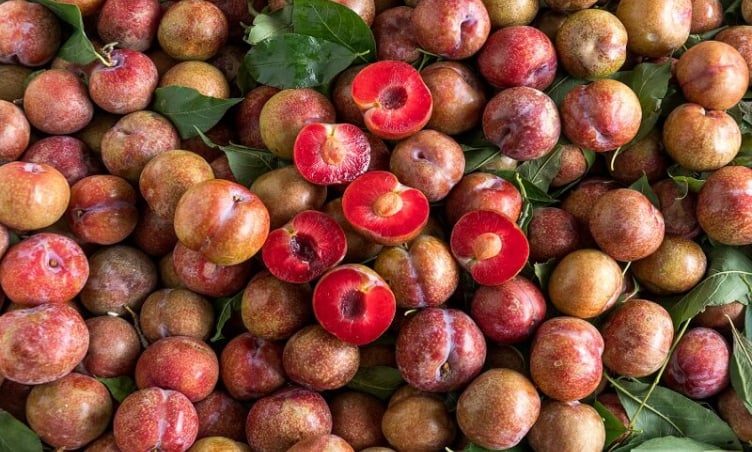 Thưởng thức mận hậu Mộc Châu – Vị ngon không thể bỏ lỡ của miền Tây Bắc
