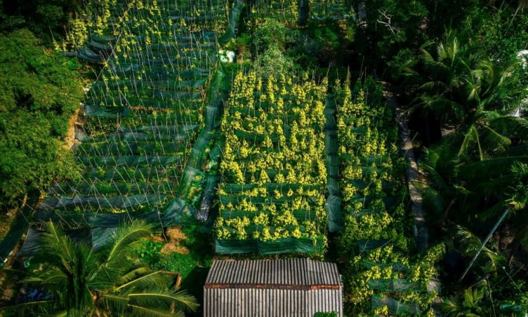 Làng trầu Vị Thuỷ - Làng nghề truyền thống độc đáo bậc nhất Hậu Giang