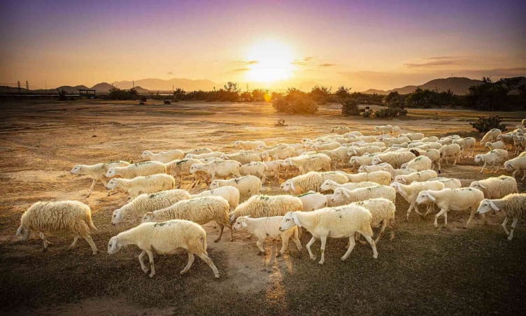 Đi Ninh Thuận dịp lễ 30/4: Khám phá vùng đất đầy nắng và gió với những điểm đến khó quên