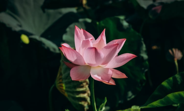 Ngẩn ngơ trước vẻ đẹp mùa sen nở giữa thiên nhiên hùng vĩ Ninh Bình