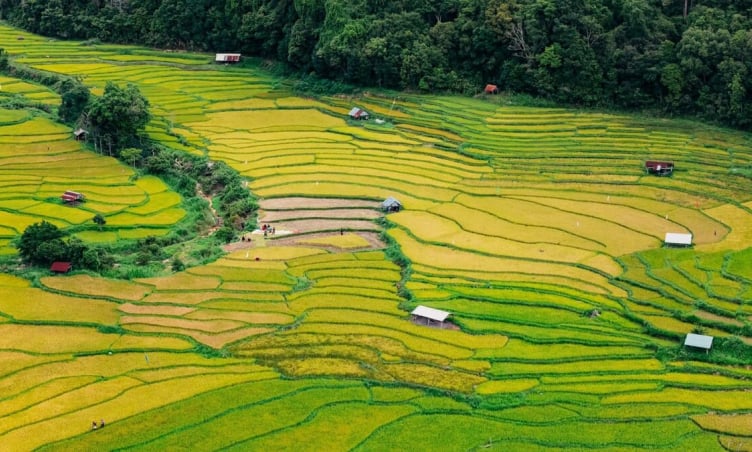 Măng Đen bước vào mùa lúa vàng tuyệt đẹp