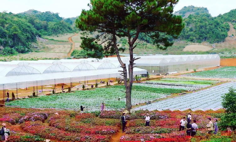 Trải nghiệm hái dâu và “sống ảo” tại Chimi Farm – Vườn dâu nổi tiếng nhất Mộc Châu