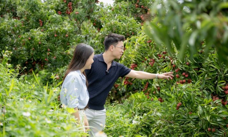 Du lịch miệt vườn Lục Ngạn – Lạc giữa vườn vải thiều ngọt lịm