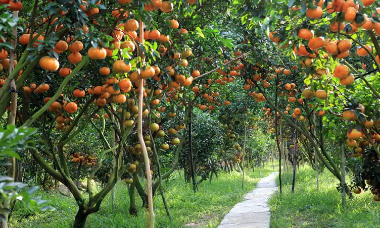 Trải nghiệm làm nông dân miệt vườn miền Tây - Điểm danh Top 3 vườn trái ngọt “ăn tại gốc”
