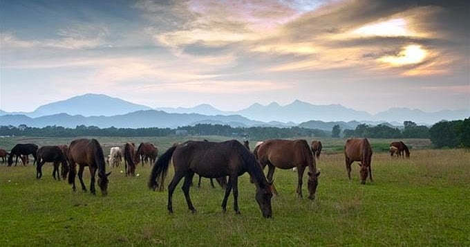 Trại ngựa Bá Vân - Du ngoạn thảo nguyên Mông Cổ ngay tại Thái Nguyên