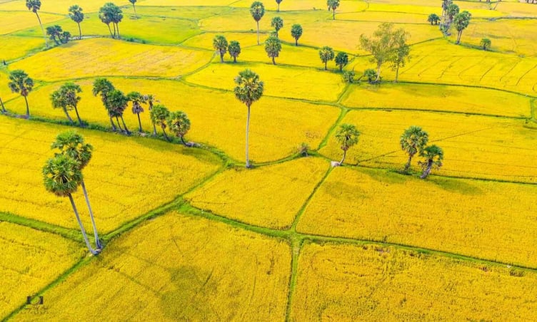 Chiêm ngưỡng những cánh đồng lúa đẹp nhất Việt Nam