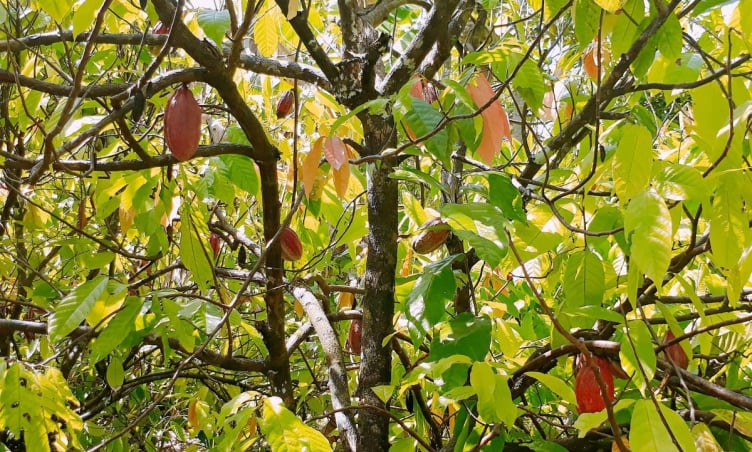 Vườn cacao Mười Cương: Điểm dừng chân yên bình giữa lòng Cần Thơ