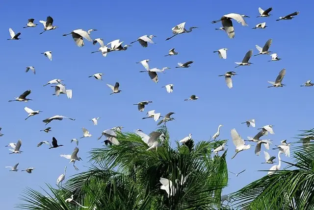 Kinh nghiệm du lịch sinh thái Vườn chim Bạc Liêu – Hành trình khám phá “vương quốc chim trời” giữa miền Tây