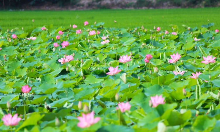 Top những điểm ngắm Sen đẹp nhất Đồng Tháp