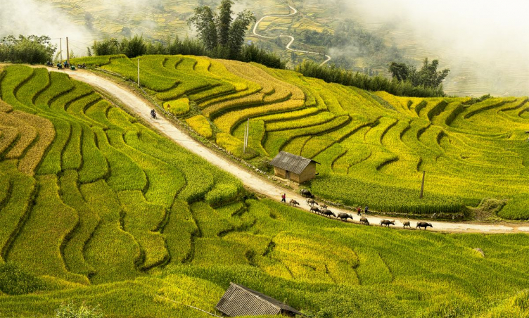 Mùa lúa chín ở vùng núi Tây Bắc thường rơi vào tháng mấy?