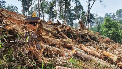 Lâm Đồng: Dự án bị dừng, doanh nghiệp vẫn phá rừng, san ủi chiếm đất