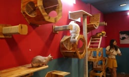 Hà Nội: Xuất hiện quán cafe có không gian 'hẹn hò' vô cùng lãng mạn cho... mèo