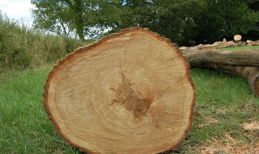Gỗ tần bì là gì, đặc điểm sinh thái và ứng dụng của gỗ tần bì