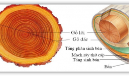 Phân biệt dác gỗ, lõi gỗ, vân gỗ trong gỗ tự nhiên