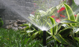 Cách tưới nước cho cây trồng trong nhà xanh mát cả khi đi chơi xa