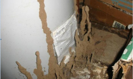 Cách diệt mối trong tường nhà tại nhà hiệu quả an toàn