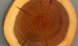 Gỗ gụ là gì, đặc điểm sinh thái và ứng dụng của gỗ gụ