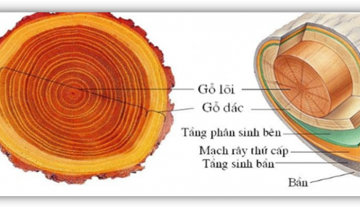 Phân biệt dác gỗ, lõi gỗ, vân gỗ trong gỗ tự nhiên
