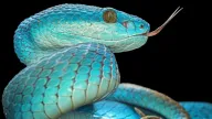 7 sự thật thú vị về loài rắn