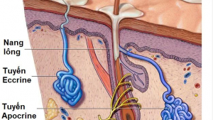 Tại sao nách ra nhiều mồ hôi?