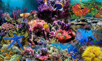 Ngắm san hô tại vịnh Nha Trang mất chưa tới 1 triệu đồng, chẳng kém gì “phi hành gia dưới đáy đại dương”