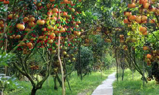 Rộn ràng đón mùa trái cây chín tại “thung lũng mây” của Khánh Hòa